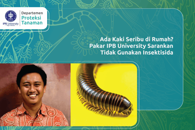 Ada Kaki Seribu di Rumah? Pakar IPB University Sarankan Tidak Gunakan Insektisida
