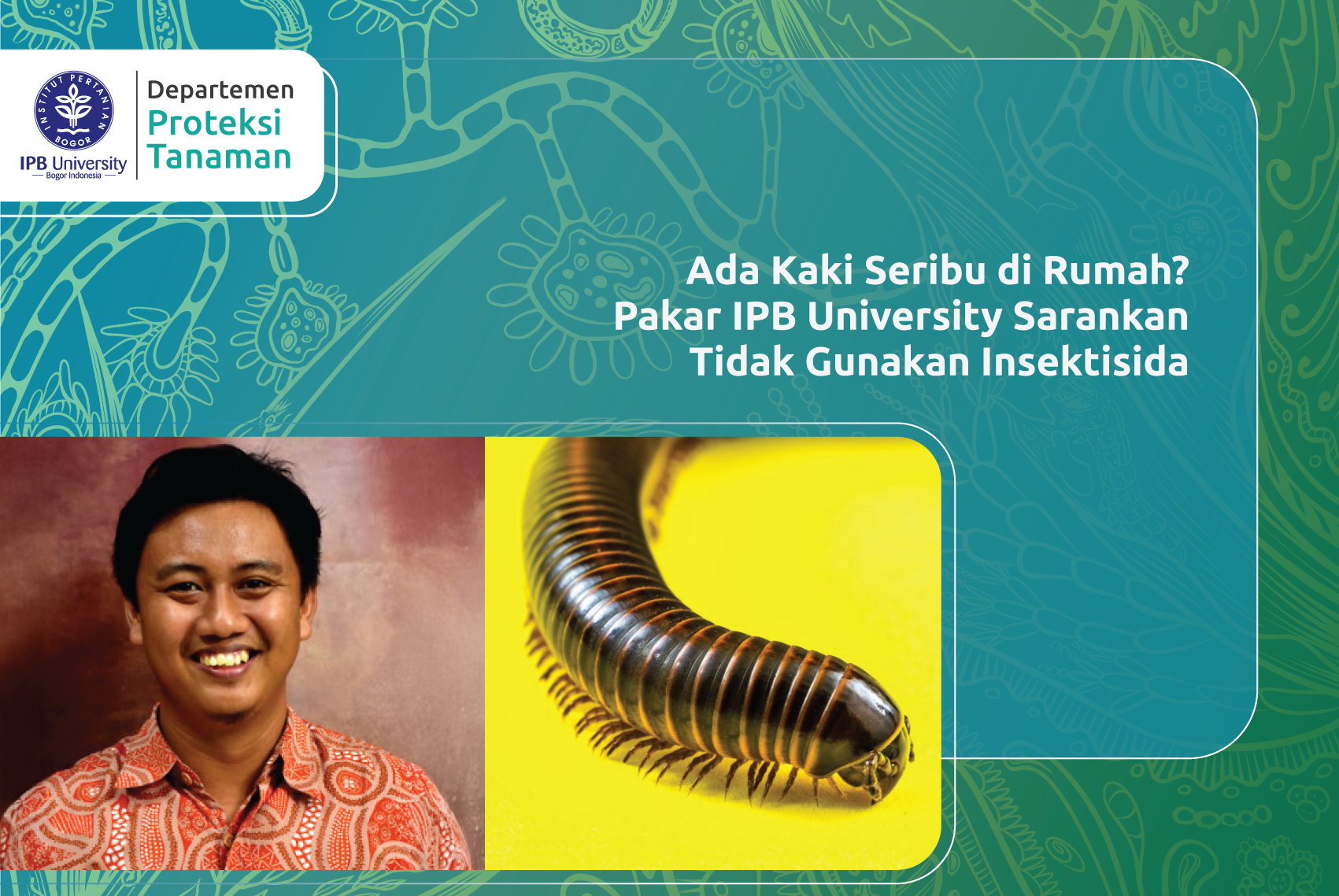 Ada Kaki Seribu di Rumah? Pakar IPB University Sarankan Tidak Gunakan Insektisida